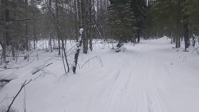 УДАЧНО ПРОВЕРИЛ КАПКАНЫ НА КУНИЦУ/РАБОТА "ДАРА" ПО ЛОСЮ! смотреть онлайн