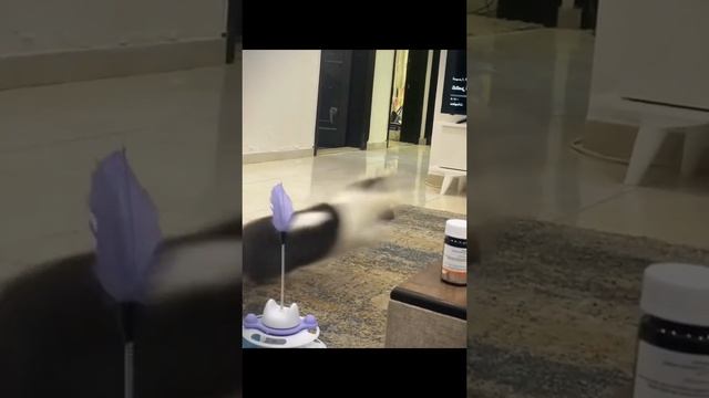 Смешные котики.