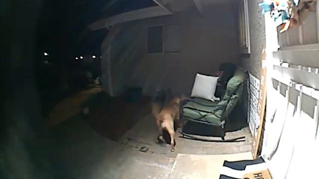 Sneaky Pup Thought He Could Get Away With This | RingTV смотреть онлайн