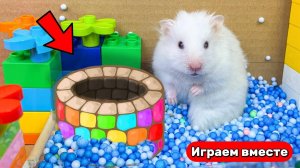 Хомяк попадает в разноцветный лабиринт 🐹 Видео для детей