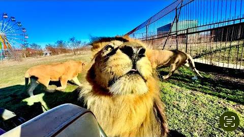 ДА УЖ! Олег Зубков ВЫПУСКАЕТ ЛЬВОВ и они идут к машинке в которой я сижу! смотреть онлайн