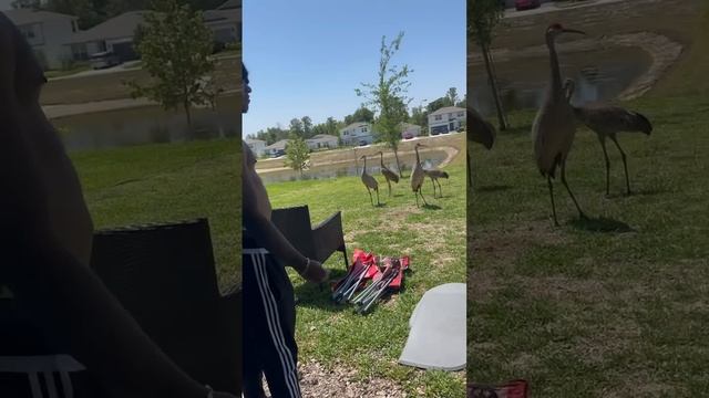 Kids find Whole family of Cranes in backyard and does this 🙄 WATCH TIL END #shorts смотреть онлайн