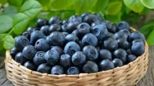 ДРАГОЦЕННАЯ ЧЕРНИКА Авторская песня ЛЮДМИЛА КОНДРАШОВА 2024