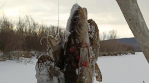 Рыбалка на налима.