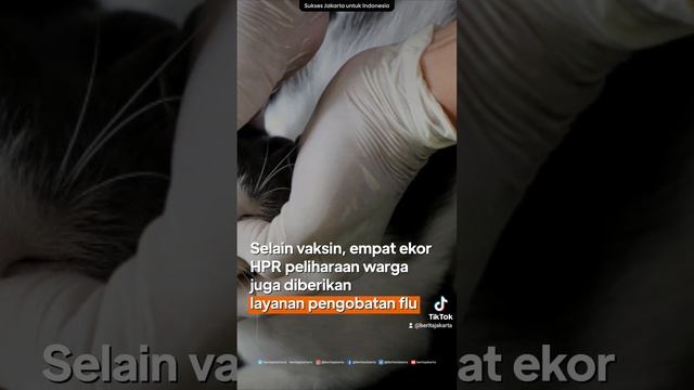 46 BPR Divaksinasi Rabies di Sekretariat RW 07 Kelurahan Ciracas #shorts смотреть онлайн