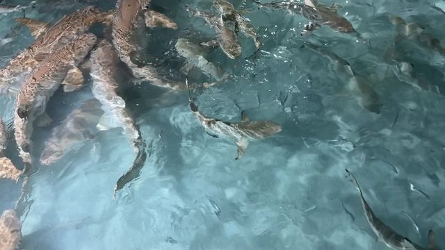 Большая оранжевая и черноперая, донная и рифовая, и обе акулы 🦈 смотреть онлайн