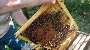 Однорамочные отводки 40 дней спустя