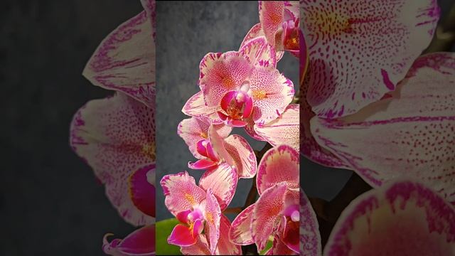Phal. Pirate Picotee 🦋 Шикарная орхидея Пират Пикоти бабочка в домашнем цветении 🌸 смотреть онлайн