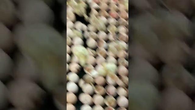 Вывод бройлеров в птичнике смотреть онлайн