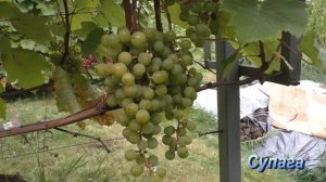 Кроме Изабеллы ничего не растет Часть 2 Альтернативные сорта синие белые розовые