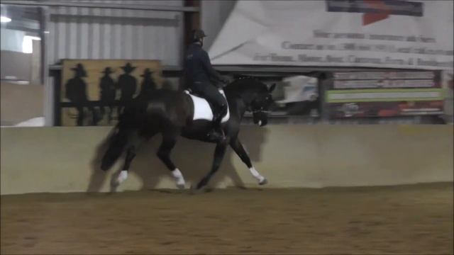 Christos Hanovarian Stallion Ponderosa Stud смотреть онлайн