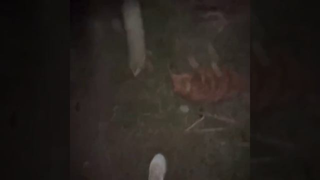 1000096605.mp4 смотреть онлайн