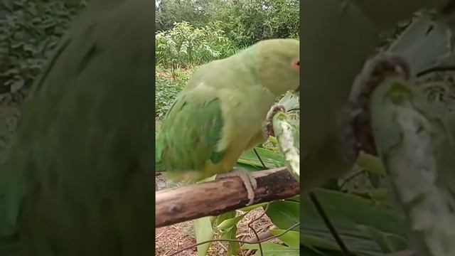 मिट्ठू नाश्ता करता हुआ смотреть онлайн