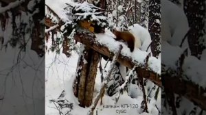Попадание куницы в КП-120 - кадры с фотоловушки