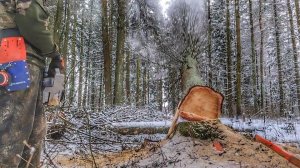 Валка леса бензопилой ZimAni MS361 PRO 🌲🪓
