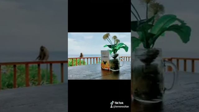 085343962399, Sari Lemon Asli смотреть онлайн