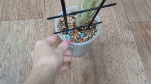 Пересадка алоказий в минеральный грунт👍🌿