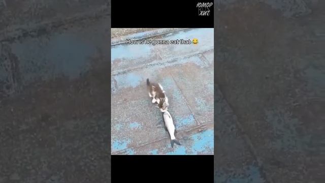 Приколы и неудачи. Мини подборка. смотреть онлайн