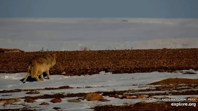 Coyote patiently looking for food Part 2- Bison Watering Hole- Grasslands National Park- explore.or смотреть онлайн