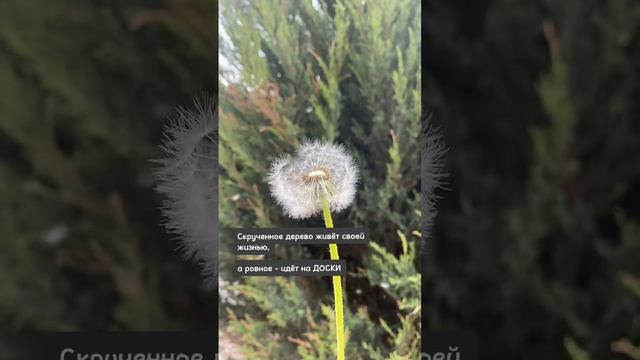 Китайская пословица смотреть онлайн