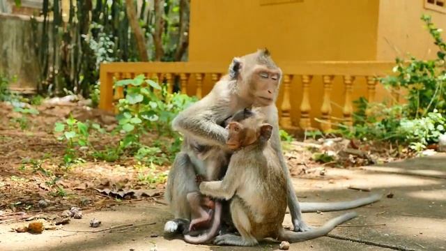 Young Little Mommy Rany Cannot Defend And Reserve Her Tiny Monkey Baby Rini Well From Granny RANA смотреть онлайн