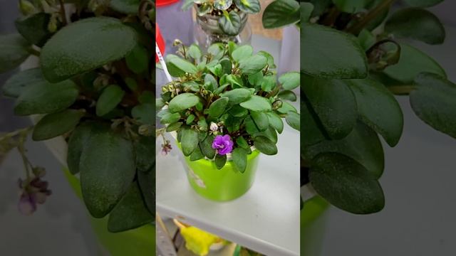 Обзор растущих фиалок. Фиалки у Алисы. смотреть онлайн