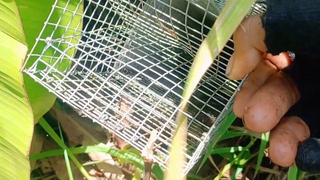 bẫy rắn 1 ngày mai mắn bẫy bị đạp mà vẫn lụm hàng khủng/snake trap in Vietnam смотреть онлайн