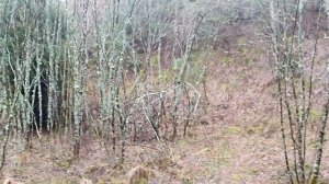 Куршская коса. Лес. видео 3