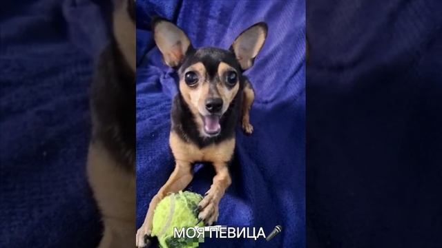 Поющая собака