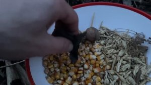 Барматуха Дзамболата