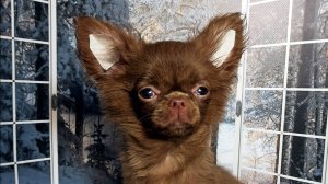 КРАСАВЕЦ Сэмуэль ждёт самых ЛУЧШИХ маму и папу #ЦЕНА_в_видео #купитьчихуа 89215950848 #продажачихуа