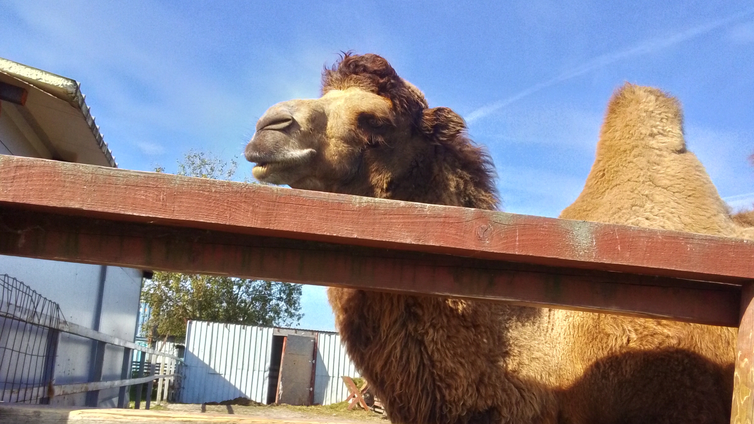я хочу покормить верблюда. смотреть онлайн