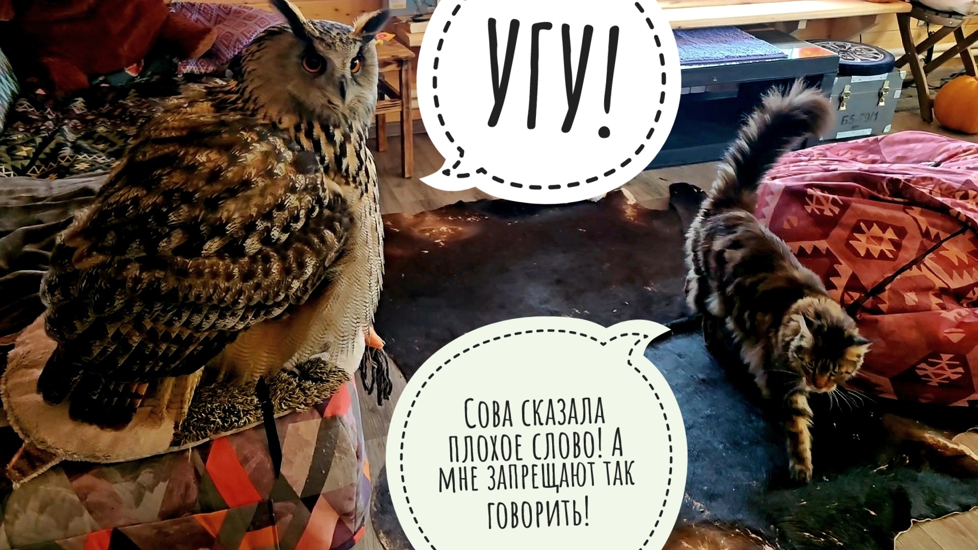 Сова филин Ёль заугукала нам дом! Теперь это официально совиный дом! Кошка Морошка не против смотреть онлайн