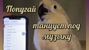 Попугай танцует 🌞