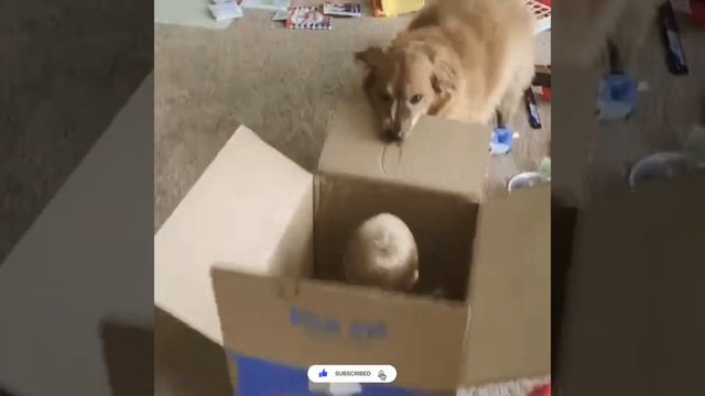 🐶🤣dog Fun With Child#dog #doglover #tranding#weeklyvlog   #intelligentdogs