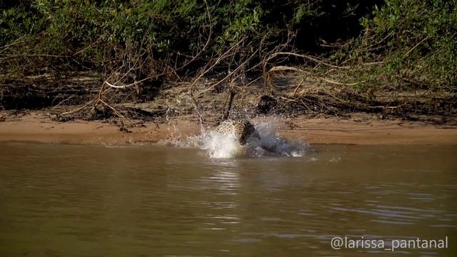Jaguar hunts down a Caiman! смотреть онлайн