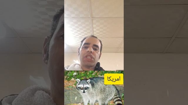 الاجراءات الصحية ضد سعار الكلب|Rabies virus| смотреть онлайн
