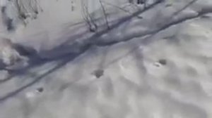 Тест: новые усиленные пружины на капканах Сокол, Урал и Сибирь