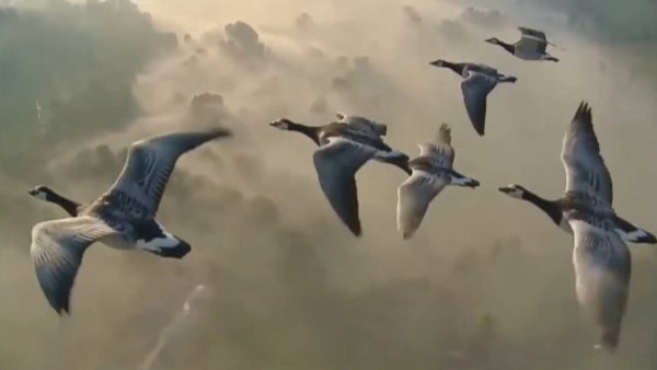 СЕРЫЕ ПТИЦЫ