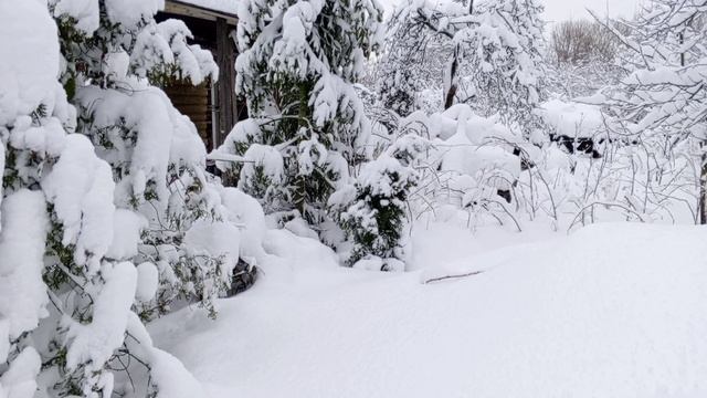 Северо-запад России. Циклон" Чарли".Январь. Санкт Петербург.