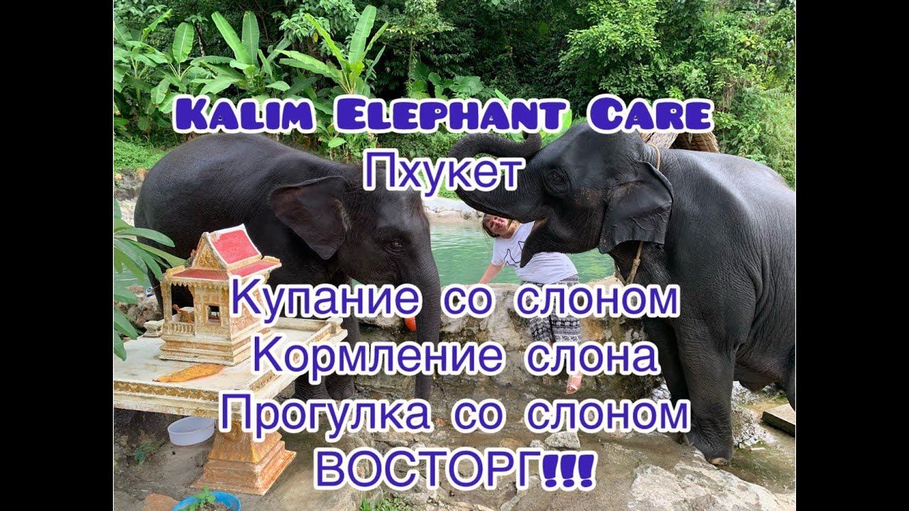 Kalim Elephant Care на Пхукете. Купание со слонами, кормление слонов, прогулка со слонами. смотреть онлайн