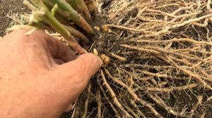 Спаржа. Трехлетние корни спаржи. Пoсадочный материал весна 2026. Заказ 89884885388
