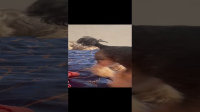 Ерк спаривание