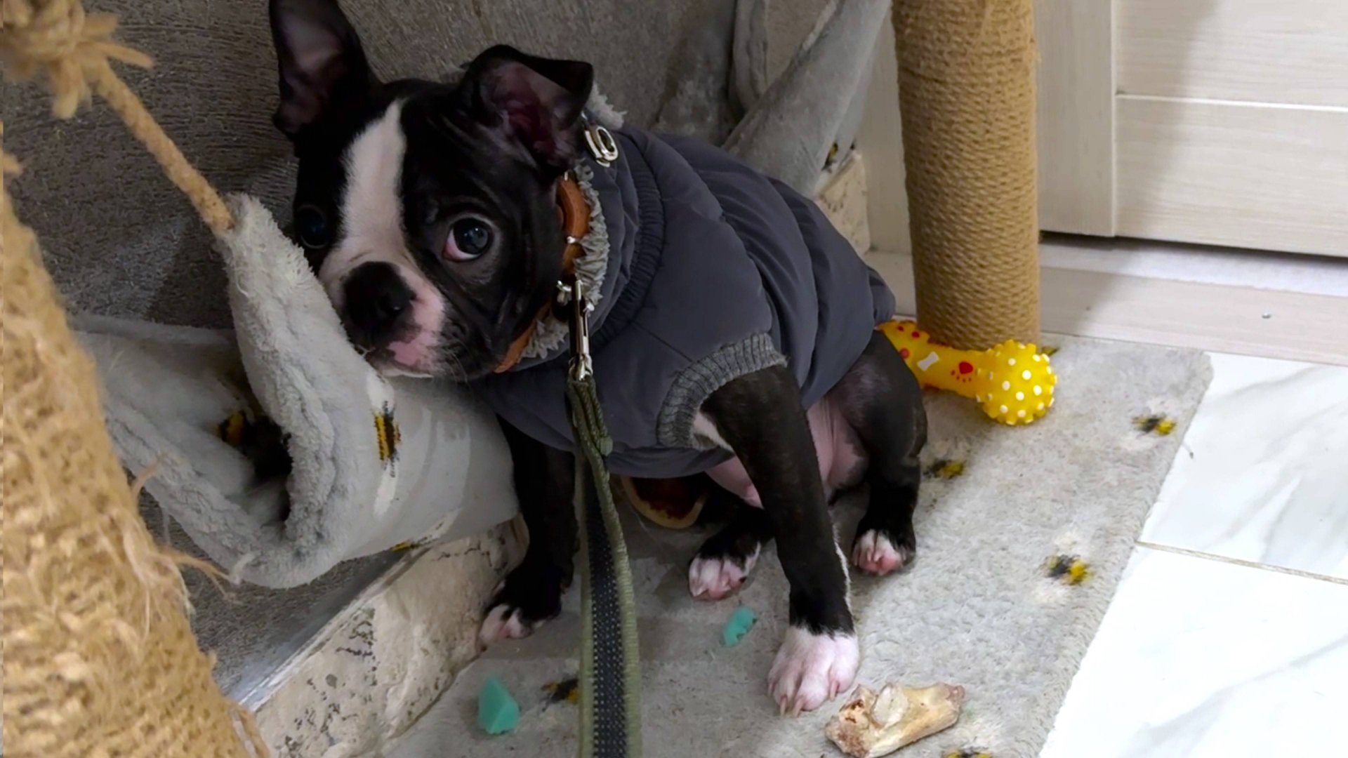 Собака, которая не любит гулять😲 Тайсон бостон терьер смешные животные смотреть онлайн