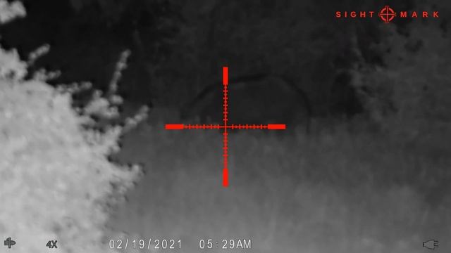 Sightmark Wraith 4K Mini Hog Footage (Palo Pinto, TX) смотреть онлайн