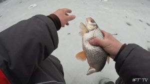 Зимняя рыбалка. Ловля плотвы на безмотылку "чёртик" на затоне реки Оки. Эпизод №1.