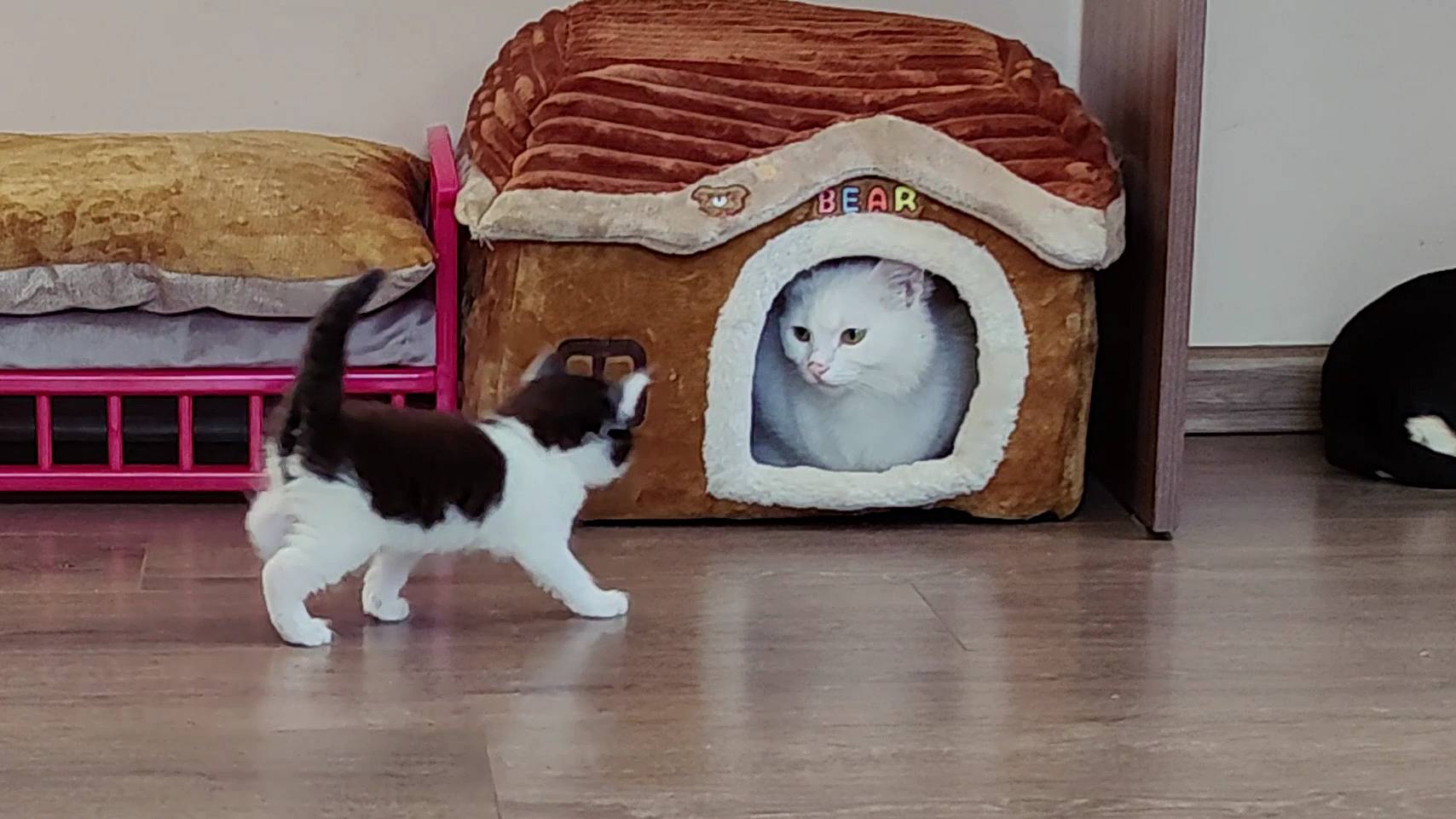 Котенок не пускает домой другого котенка. Отпусти меня домой, это и мой дом тоже. Котенок. смотреть онлайн