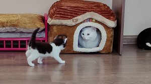 Котенок не пускает домой другого котенка. Отпусти меня домой, это и мой дом тоже. Котенок.