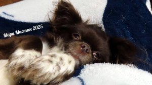 ЛЮБЛЮ #чихуахуа В КРАПИНКУ 16.01.25 Мы с Мишель желаем Вам СПОКОЙНОЙ ночи и ДОБРЫХ снов.