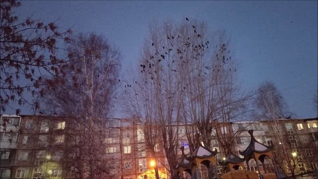 Вороны. Утренняя перекличка.16.01.25г. Автор видео Елена Цыганова смотреть онлайн
